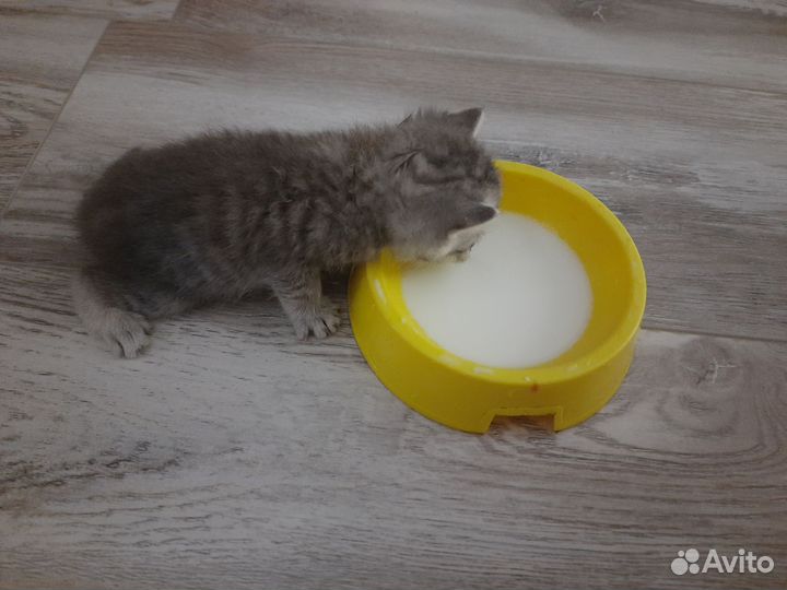 Отдам бесплатно