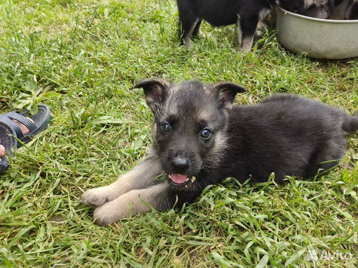 Щенки восточноевропейской овчарки