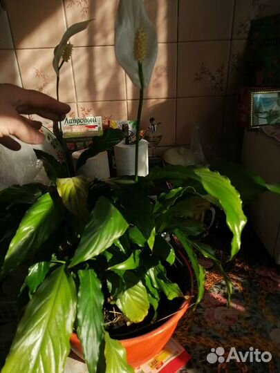 Спатифиллум женское счастье