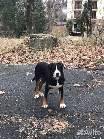 Вязка зененнхунд