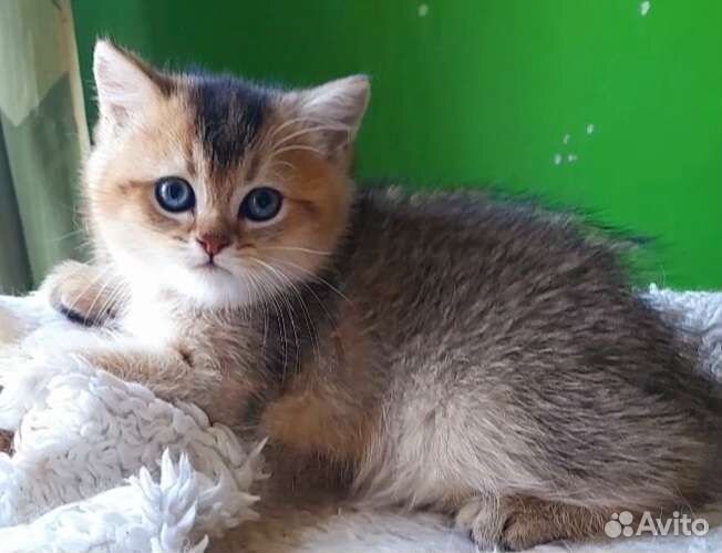 Кошка золотая. Питомник