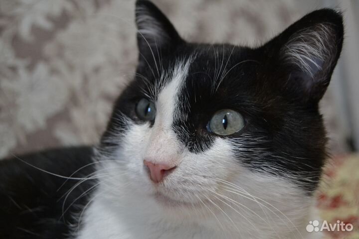 Ласковый кот