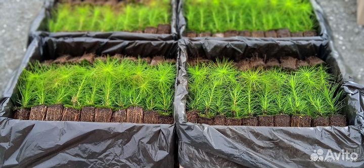 Сеянцы сосны обыкновенной зкс