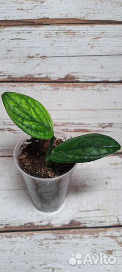 Сциндапсус 1