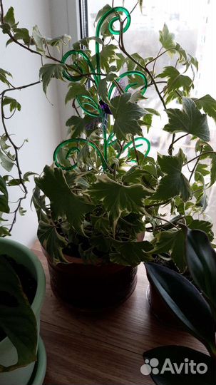 Плющ хедера