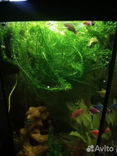 Аквариумные растения