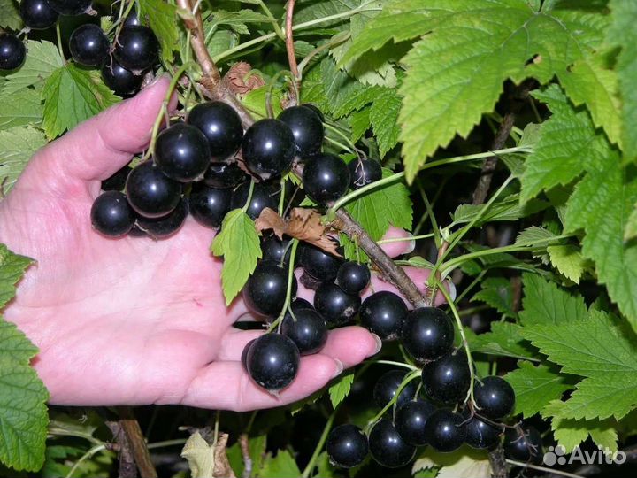 Саженцы черной смородины