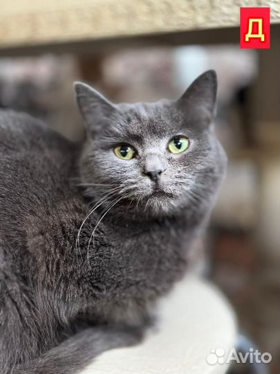 Котики из приюта