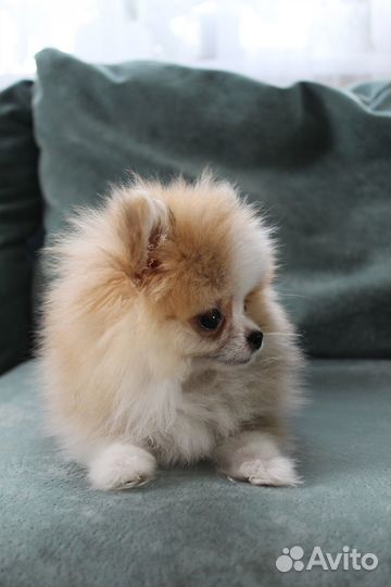 Щенки померанского шпица