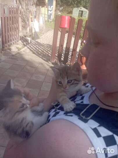 Котики ищут хозяев