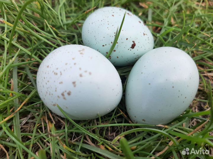 Перепела селадон, феникс, яйцо инкубационное
