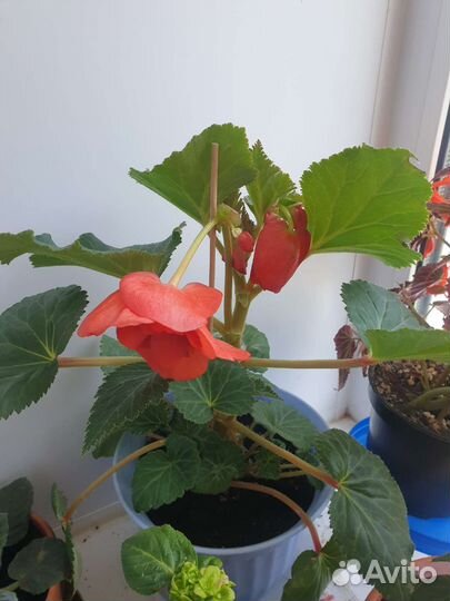 Комнатные цветы