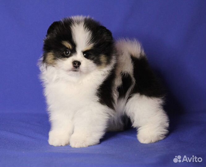 Шпиц, мальчик, триколор