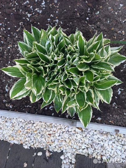 Хосты большие кусты