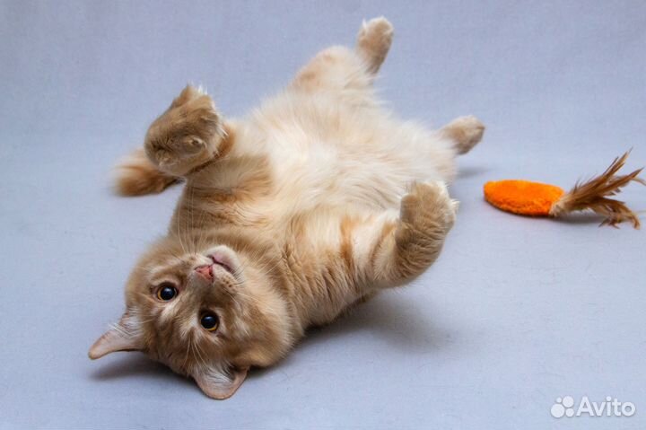 Кот Симба, прекрасный, как лев