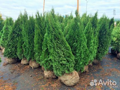 Туи в Санкт-Петербурге