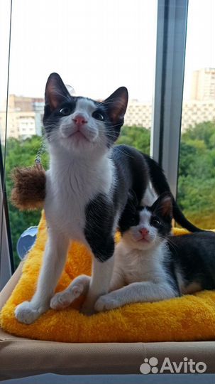 Котята в добрые руки даром