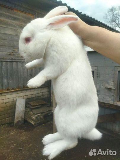 Кролики белый паннон
