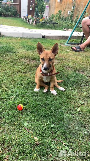 Собачка для души