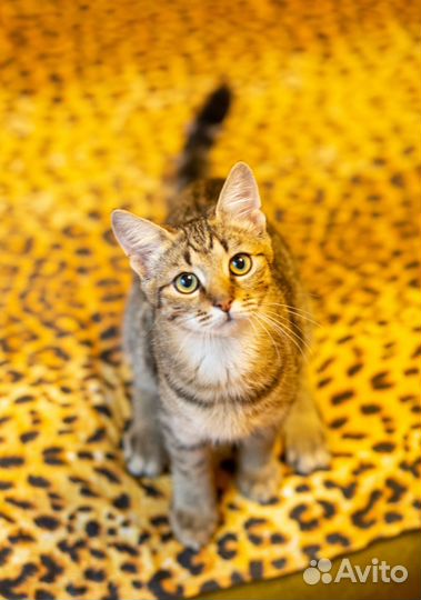 Котенок Камыш