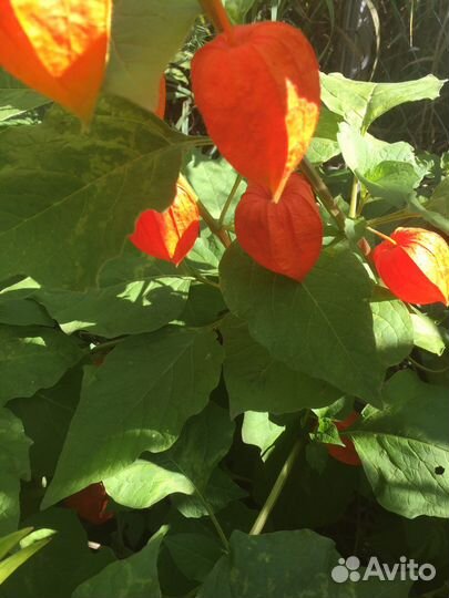 Цветы многолетники. Физалис