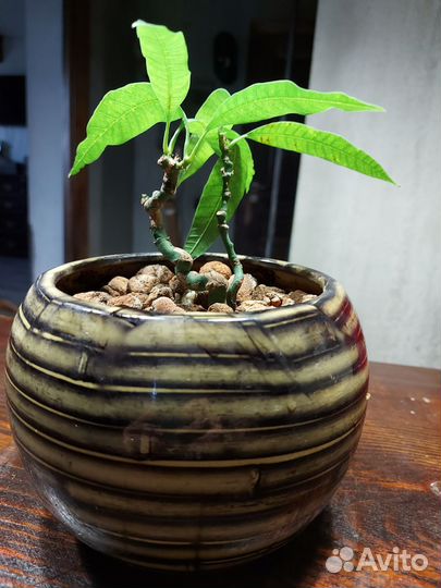 Бонсай манго