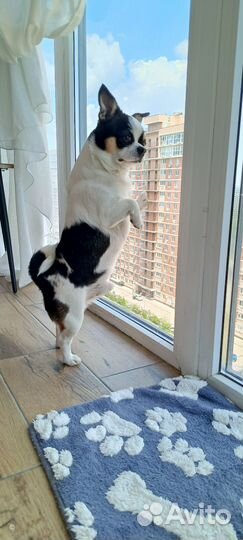 Вязка кобель чихуахуа