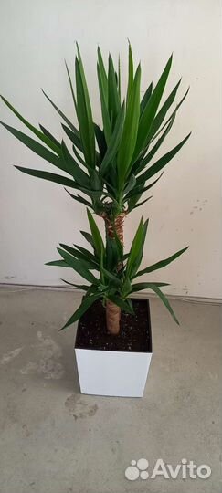 Юкка пальма 2 ствола