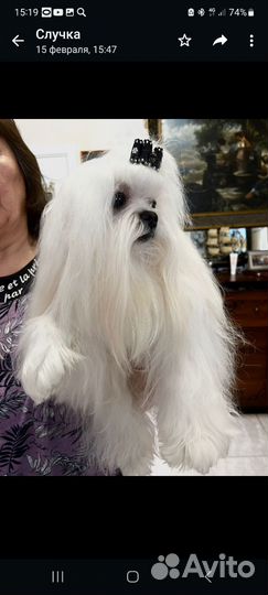 Щенки мальтезе