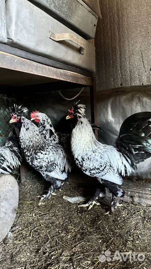 Петух Павловская порода