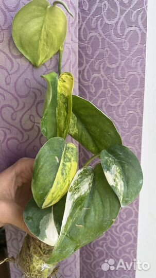 Редкие коллекционные сциндапсусы