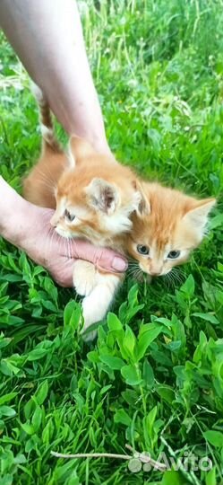 Рыжий котенок