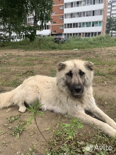 Собака в добрые руки