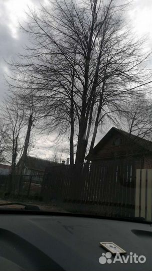 Спил деревьев