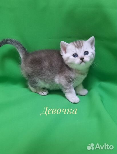 Шотландские котята