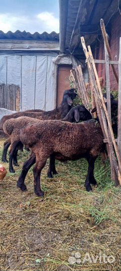 Эдельбаевские бараны на племя