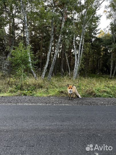 Балтийская и Куршская коса за один день