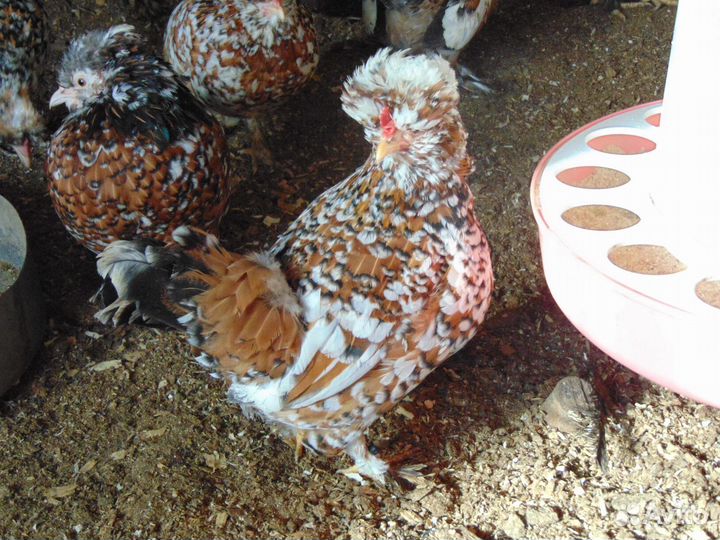 Алтайская бентамка