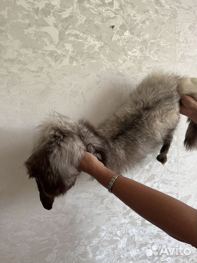 Шкура писца