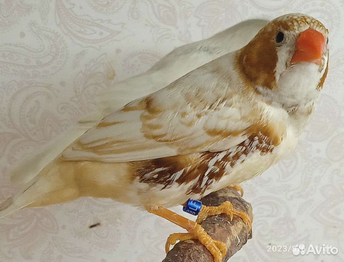 Зебровые амадины