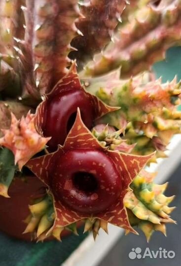 Гуэрния зебрина вариегата. Ластовневые