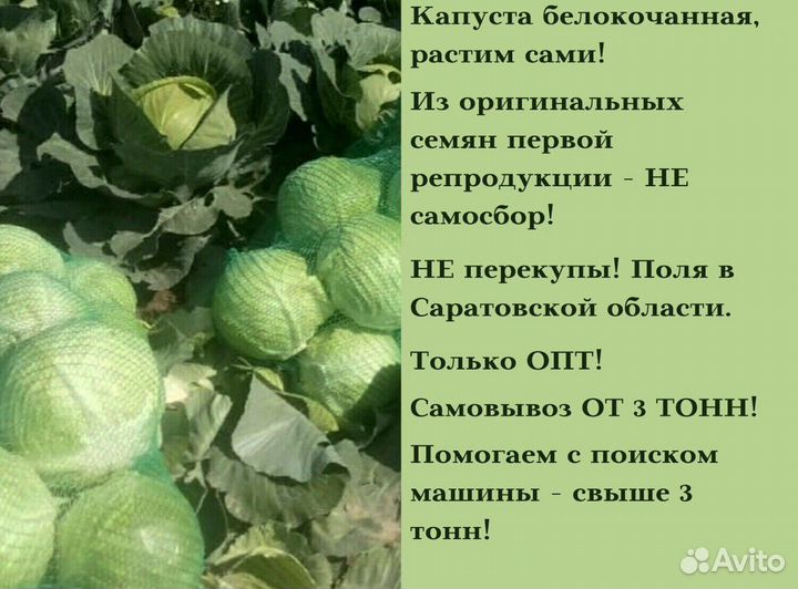 Капуста оптом сетевое качество без посредников