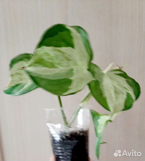 Ампельные и не только