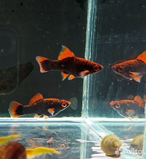 Живородки и т.д