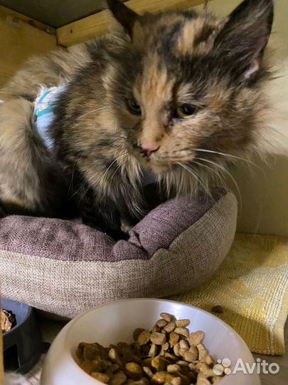 Кошечка бездомыш