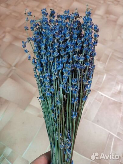 Лаванда сухоцвет