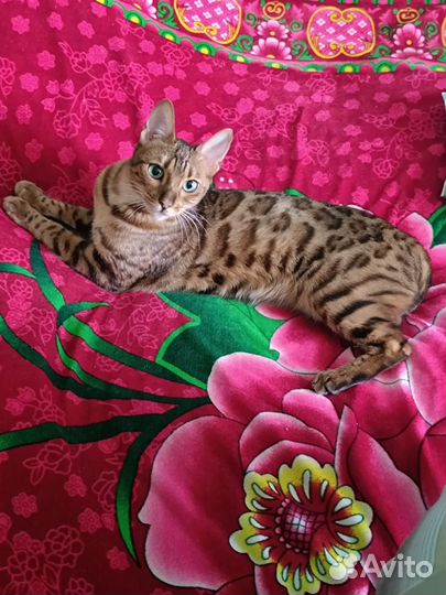 Бенгальская кошка в добрые руки