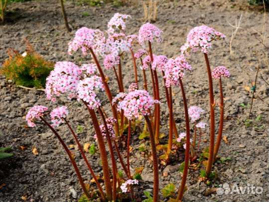 Многолетники садовые