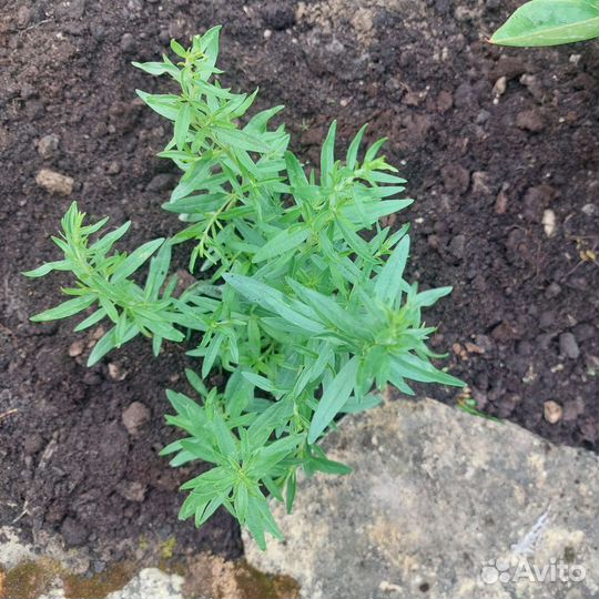 Иссоп саженцы на посадку