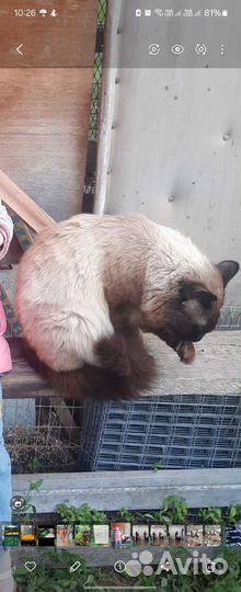 Отдам кота в добрые руки